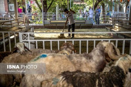 اطمینان از سلامت دام در جایگاه‌های عرضه دام زنده شهرداری تهران