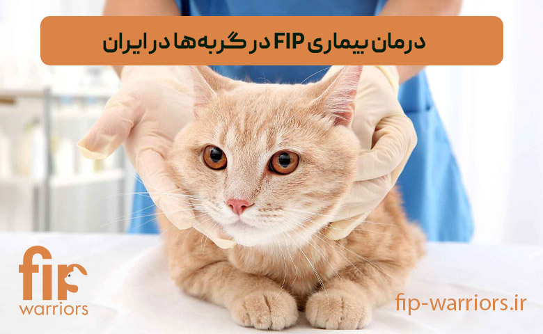 روش‌های پیشگیری و درمان FIP در گربه‌ها: بررسی داروهای در دسترس در ایران