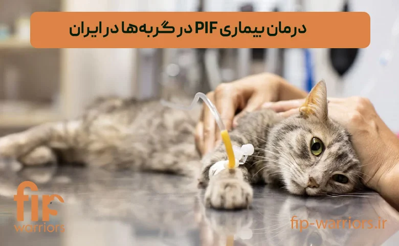روش‌های پیشگیری و درمان FIP در گربه‌ها: بررسی داروهای در دسترس در ایران