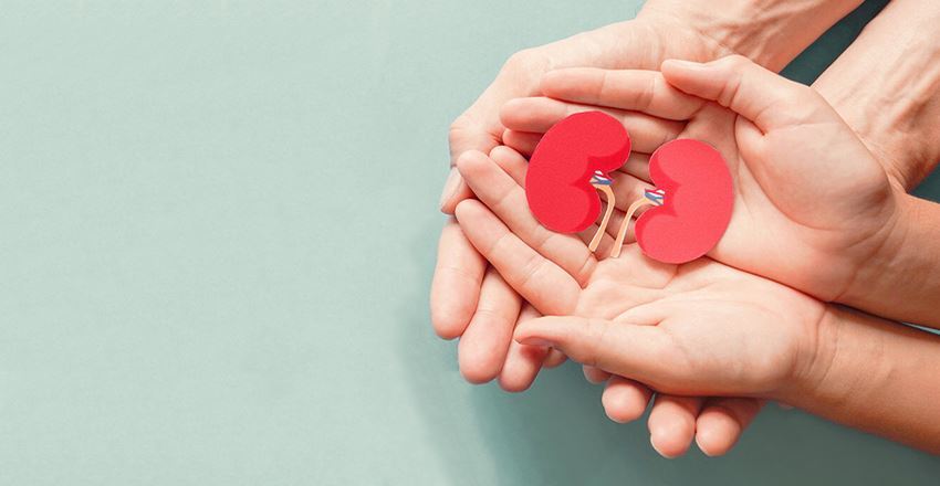 سنگ کلیه | گیاه داروی گیاهی ایرانی سنگ کلیه بزرگ را پودر میکند